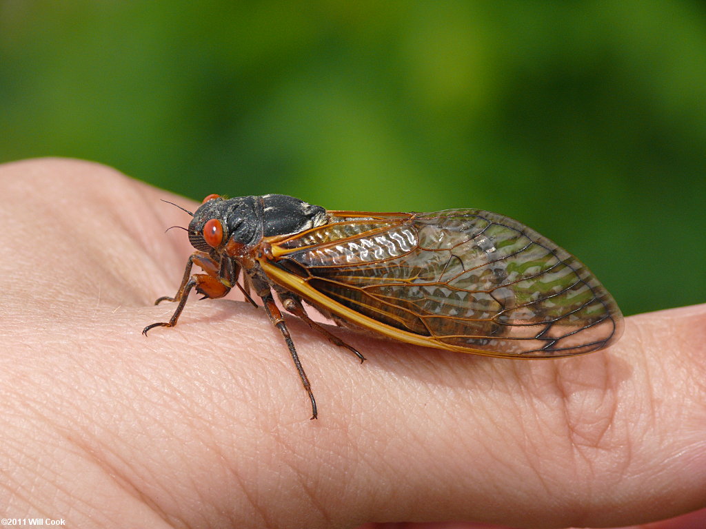 Periodical Cicada (Magicicada septendecim)