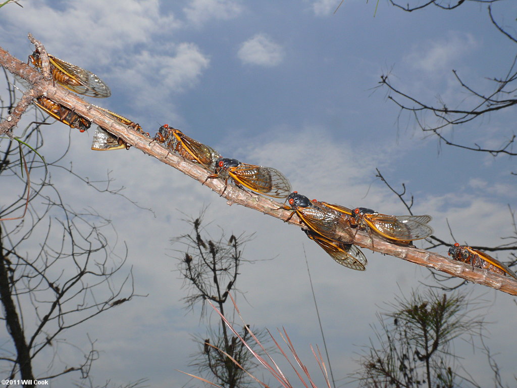 Periodical Cicada (Magicicada septendecim)