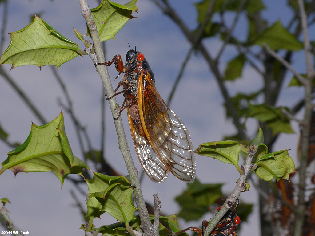 Periodical Cicada (Magicicada septendecim)