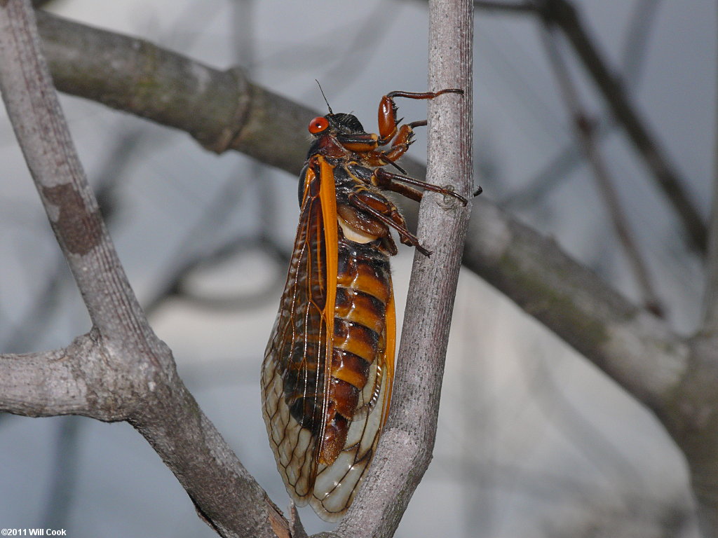 Periodical Cicada (Magicicada septendecim)