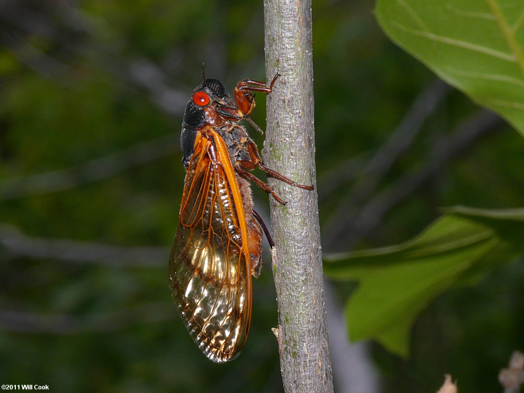 Periodical Cicada (Magicicada septendecim)