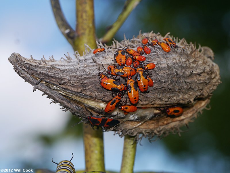 Large Milkweed Bug (Oncopeltus fasciatus)