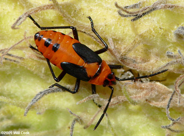 Large Milkweed Bug (Oncopeltus fasciatus)