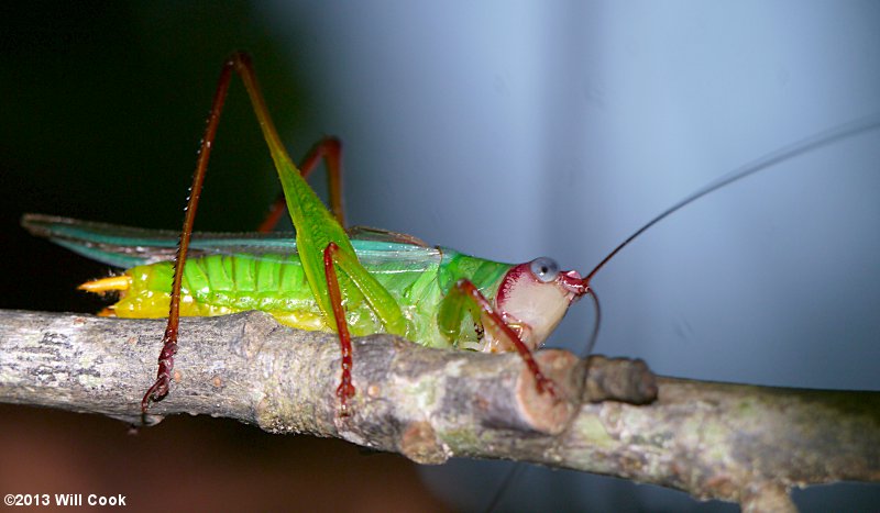 Handsome Meadow Katydid (Orchelimum pulchellum)