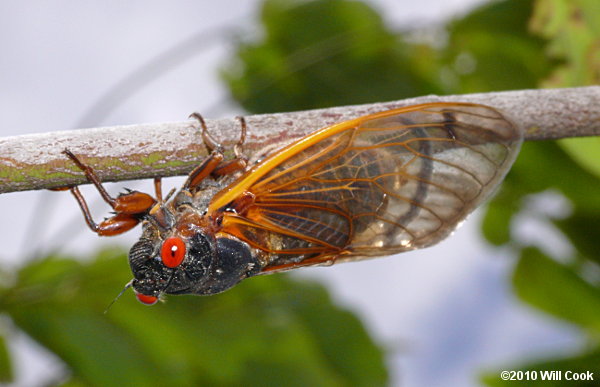 Periodical Cicada (Magicicada)