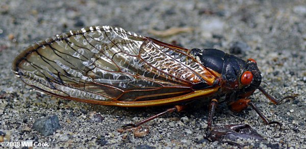 Periodical Cicada (Magicicada septendecim)