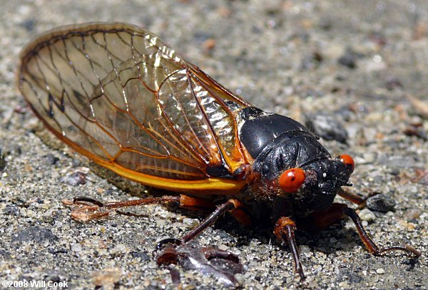 Periodical Cicada (Magicicada septendecim)