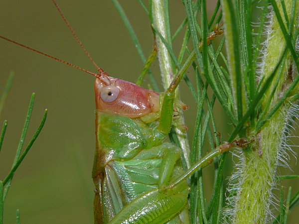 Red-headed Meadow Katydid (Orchelimum erythrocephalum)