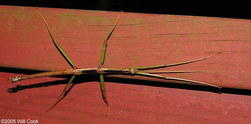 Northern Walking Stick (Diapheromera femorata)