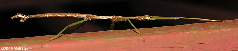 Northern Walking Stick (Diapheromera femorata)