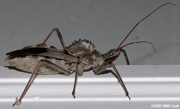 Wheel Bug (Arilus cristatus)