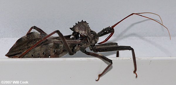 Wheel Bug (Arilus cristatus)