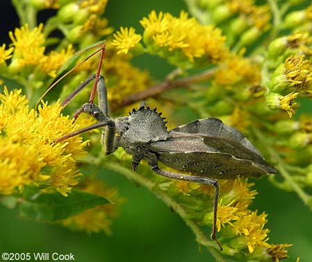 Wheel Bug (Arilus cristatus)