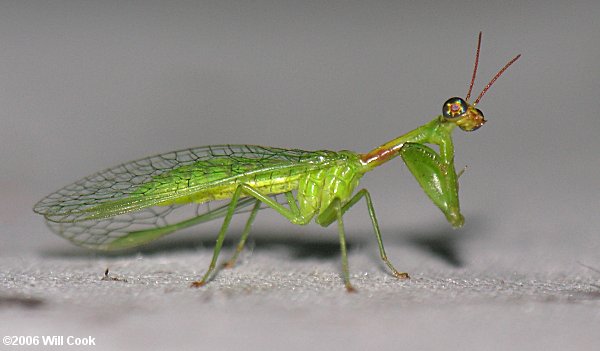 Green Mantisfly (Zeugomantispa minuta)