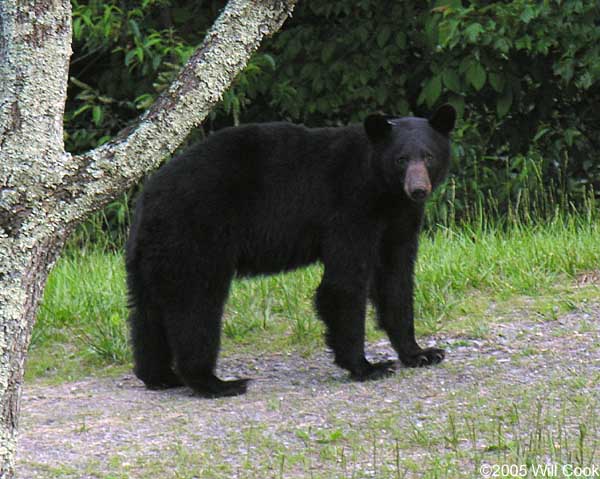 Black Bear (Ursus americanus)