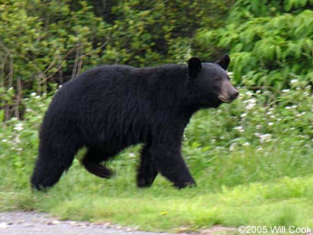 Black Bear (Ursus americanus)