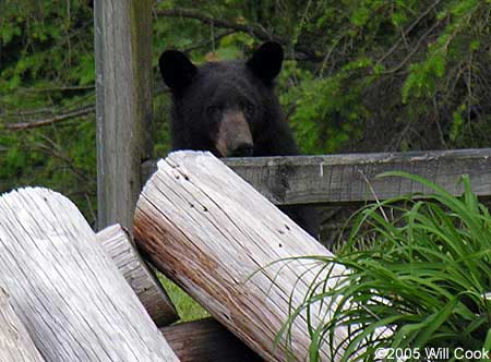 Black Bear (Ursus americanus)