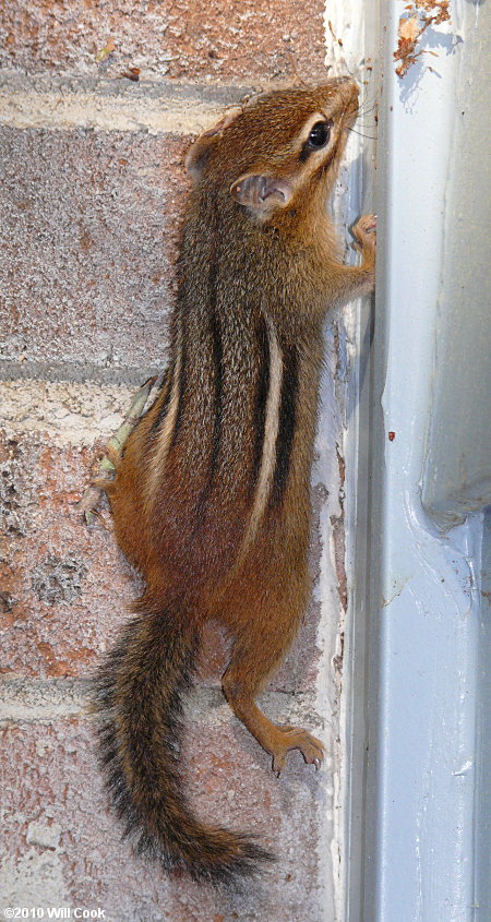 Eastern Chipmunk (Tamias striatus)