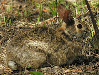 Appalachian Cottontail (Sylvilagus obscurus)