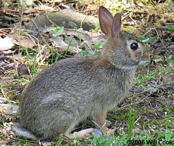 Eastern Cottontail (Sylvilagus floridanus)