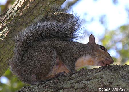 Eastern Gray Squirrel (Sciurus carolinensis)