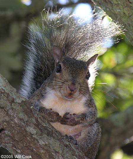 Eastern Gray Squirrel (Sciurus carolinensis)