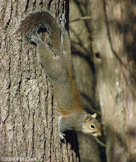 Eastern Gray Squirrel (Sciurus carolinensis)