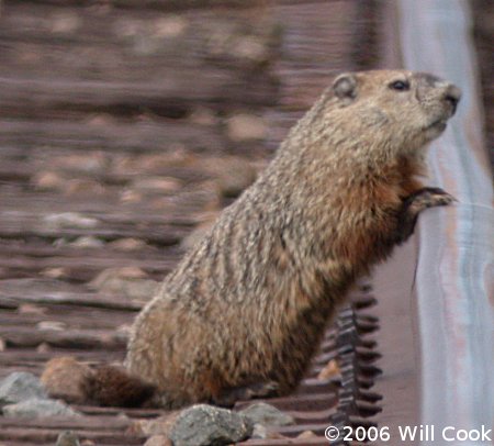 Groundhog (Marmota monax)