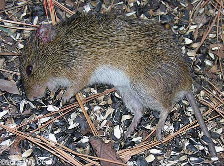 Meadow Vole (Microtus pennsylvanicus)