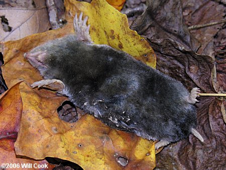 Eastern Mole (Scalopus aquaticus)