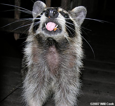 Common Raccoon (Procyon lotor)