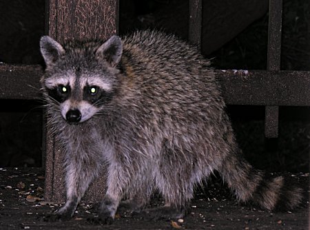 Common Raccoon (Procyon lotor)