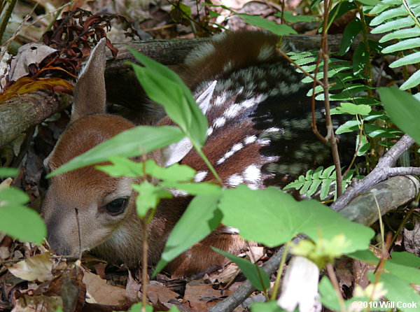 White-tailed Deer (Odocoileus virginianus)