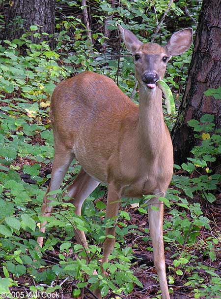 White-tailed Deer (Odocoileus virginianus)