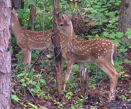 White-tailed Deer (Odocoileus virginianus)