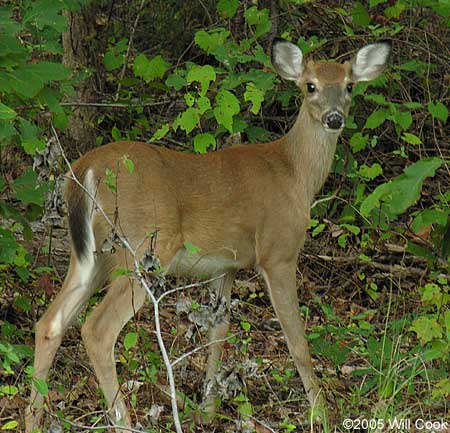 White-tailed Deer (Odocoileus virginianus)