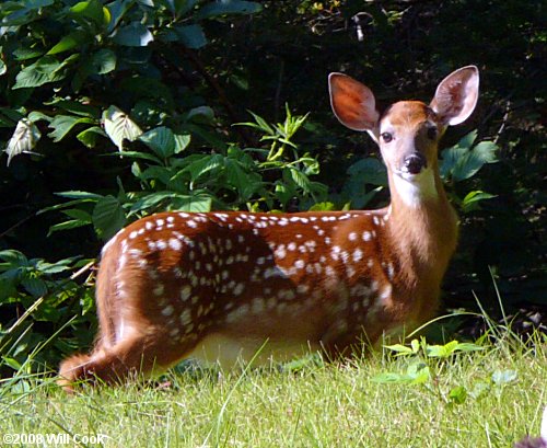 White-tailed Deer (Odocoileus virginianus)