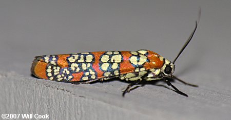 Atteva aurea - Ailanthus Webworm Moth