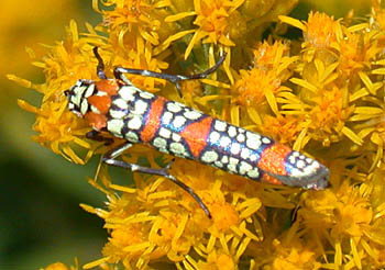 Atteva aurea - Ailanthus Webworm Moth