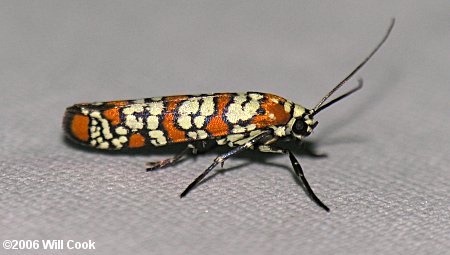 Atteva aurea - Ailanthus Webworm Moth