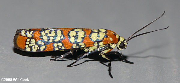 Atteva aurea - Ailanthus Webworm Moth