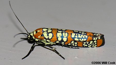 Atteva aurea - Ailanthus Webworm Moth