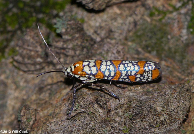 Atteva aurea - Ailanthus Webworm Moth