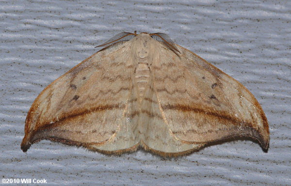 Drepana arcuata - Arched Hooktip Moth