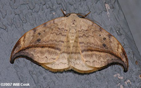 Drepana arcuata - Arched Hooktip Moth