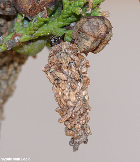 Thyridopteryx ephemeraeformis (Evergreen Bagworm Moth)