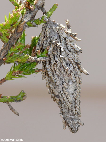 Thyridopteryx ephemeraeformis (Evergreen Bagworm Moth)