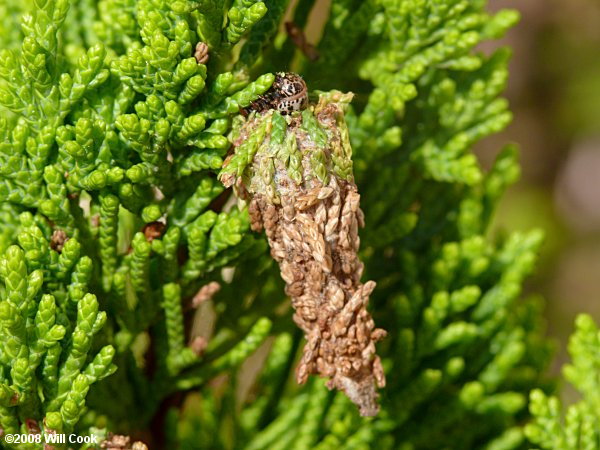 Thyridopteryx ephemeraeformis (Evergreen Bagworm Moth)