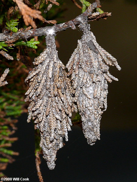 Thyridopteryx ephemeraeformis (Evergreen Bagworm Moth)