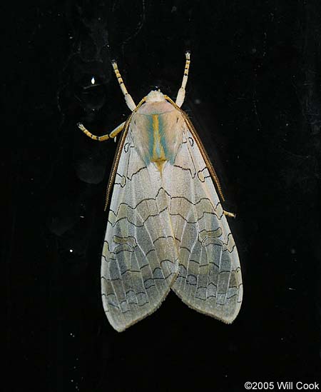 Banded Tussock Moth (Halysidota tessellaris)